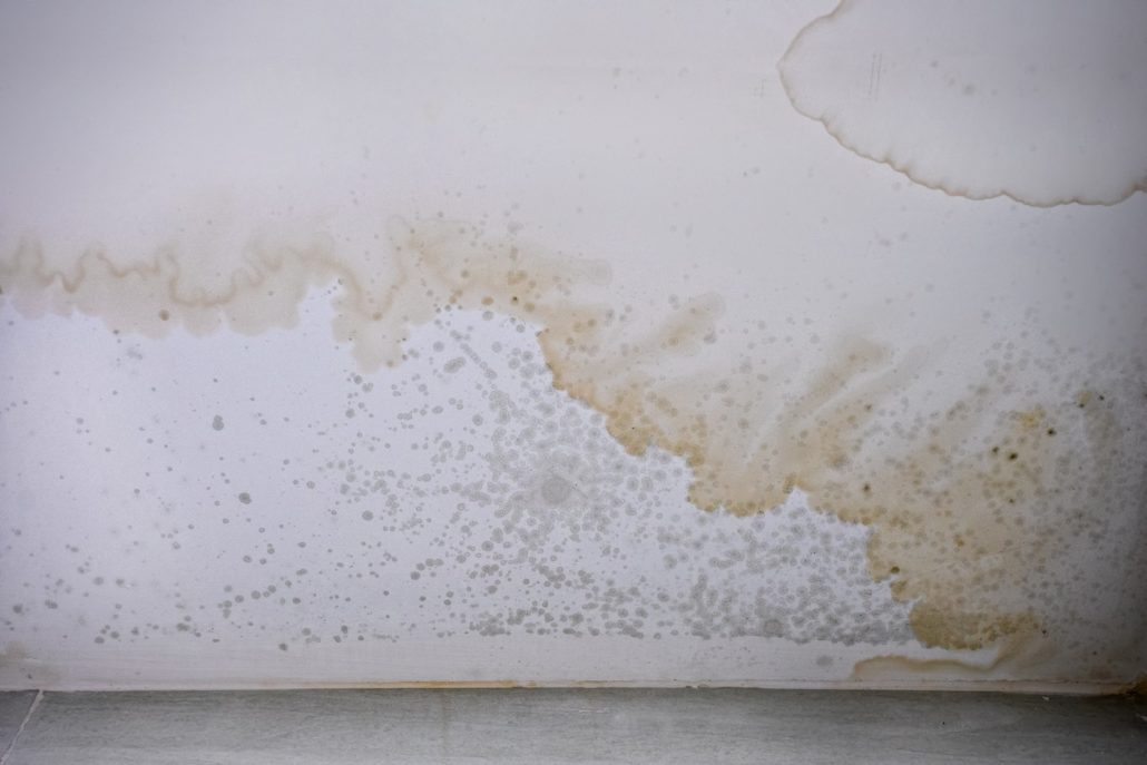 Mould stains on the ceiling